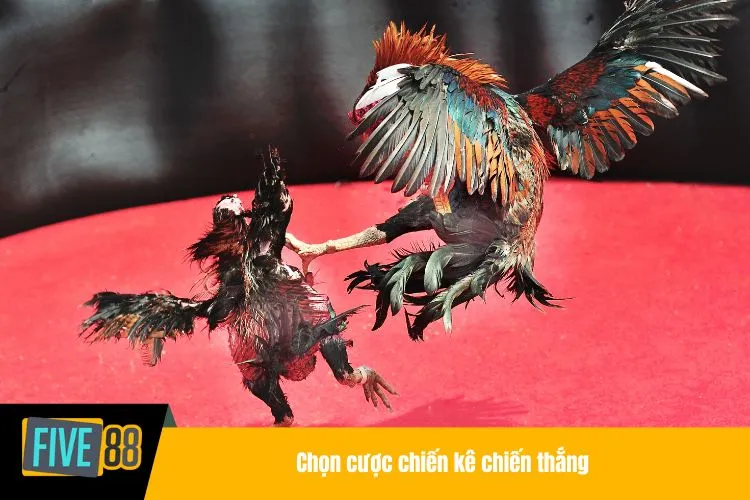 Chọn cược chiến kê chiến thắng