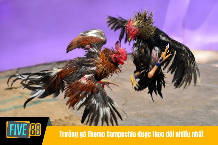 Trường gà Thomo Campuchia được theo dõi nhiều nhất